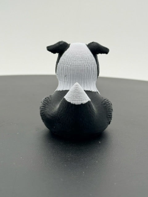 Border Collie Duck