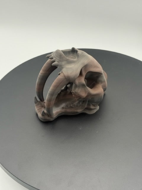 Sabertooth Skull