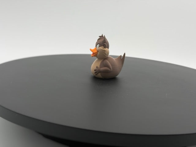Tazmanian Duck