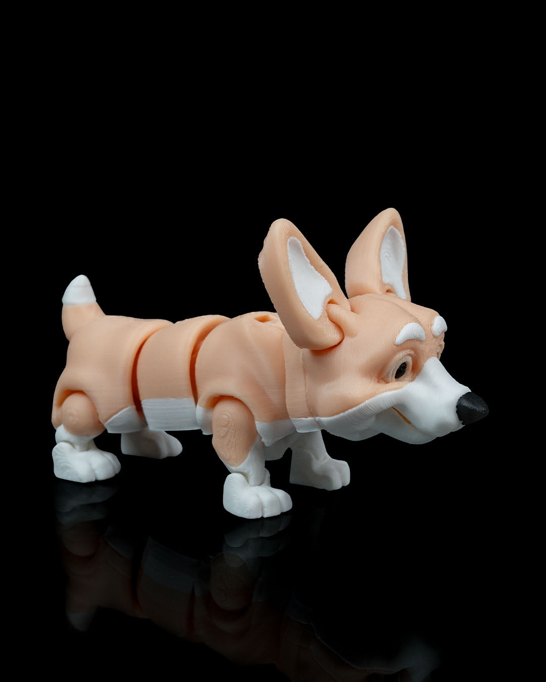 Rufus the Corgi